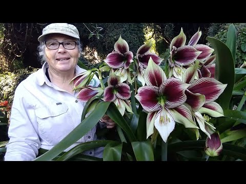 What's the best Hippeastrum? Hippeastrum papilio - Butterfly amaryllis. Trish. The Gong Gardener.