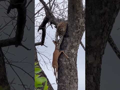 Just couldn't let go 豹子在树上扒拉它的猎物 #animal 【跟着图尔去旅行】