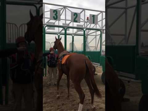 , title : '.Yarış Atımı nasıl eğitirim bölüm 2 (Gary Witheford)'