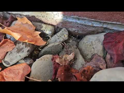 Ants Bugging Business Owner in Titusville,...