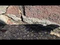 Ants Bugging Business Owner in Titusville, NJ