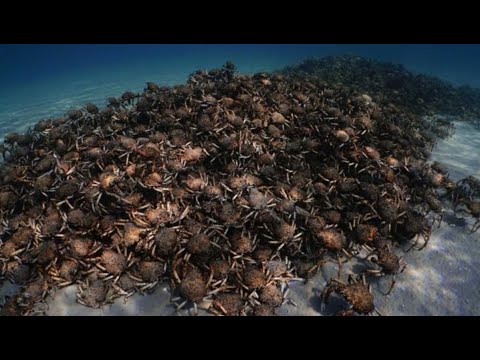 ARMY of SPIDER CRABS migrates to port phillip bay.