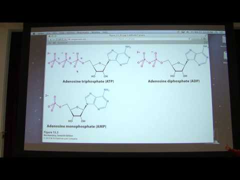 20.  Kevin Ahern's Biochemistry - Energy & Metabolic Cont