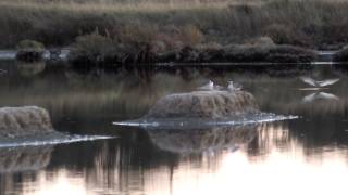 preview picture of video 'Fin de journée sur le marais de la Guittière'