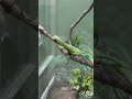 This Snake Has ZERO Chill Just Look At It