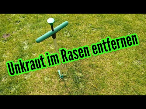 Removing weeds in the lawn with a weed puller for dandelion lawns in the test