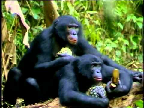 The New Chimpanzees