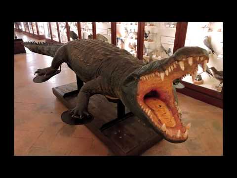 Reggio Emilia MUSEI CIVICI (1/3) Zoologia - Anatomia - Teratologia
