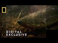 The African Lungfish | National Geographic UK