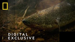 The African Lungfish | National Geographic UK
