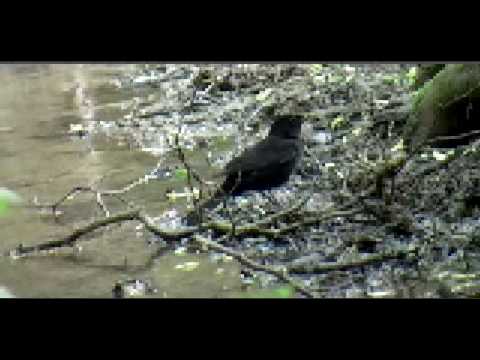 Torn Indictment "No Accident" (official music video)