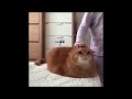 Orange Cat Meows While Getting Petted