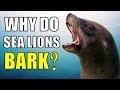 Why Do Sea Lions Bark