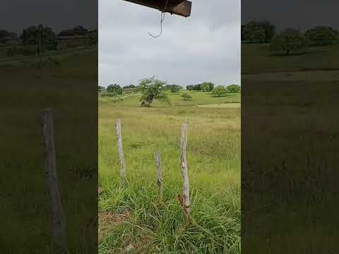 Interior no município de Tobias Barreto - SE #shorts #nordeste #sergipe #brazil