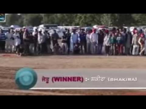 peer moazzam shah greyhounds YouTube