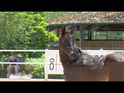 Oldenburger prämiertes Stutfohlen von Marc Cain x  Negro x  Sandro Hit