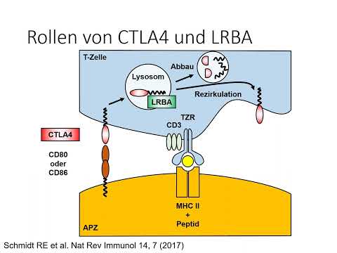 Teil 31: CTLA4 und LRBA