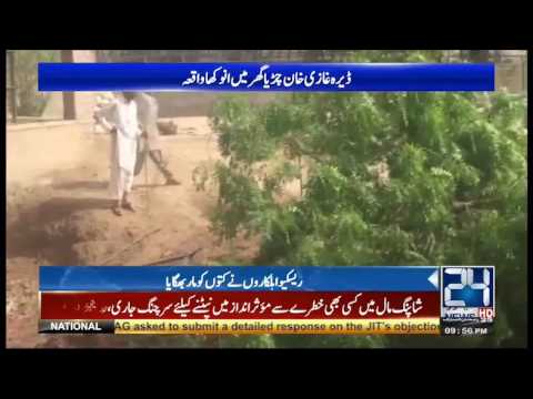 Stray dogs entered in Lion cage in Rahim Yar Khan Zoo