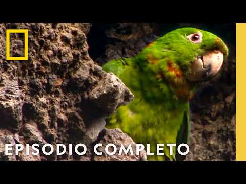 Los Arriesgados Definitivos | Viajes Salvajes | Nat Geo en Español