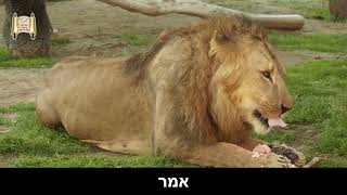 מילים כואבות מאוד!!! - מרן הרב מרדכי אליהו (הרב מרדכי אליהו זצ"ל) - התמונה מוצגת ישירות מתוך אתר האינטרנט יוטיוב. זכויות היוצרים בתמונה שייכות ליוצרה. קישור קרדיט למקור התוכן נמצא בתוך דף הסרטון