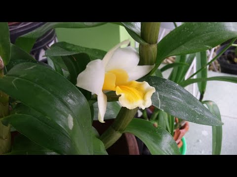 Dendrobium Frosty Dawn - Orchid with Big Bloom - Formosae type Dendrobium