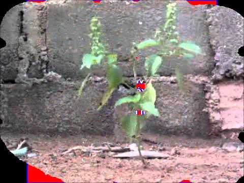 Trabalho Biologia - Fotossíntese