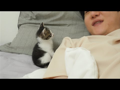 아기고양이가 밤마다 집사랑 같이 자기 위해서 하는 귀여운 행동