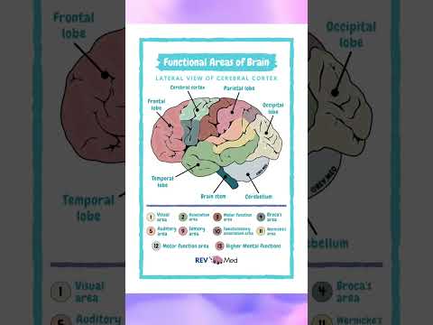 Brain Functional Areas
