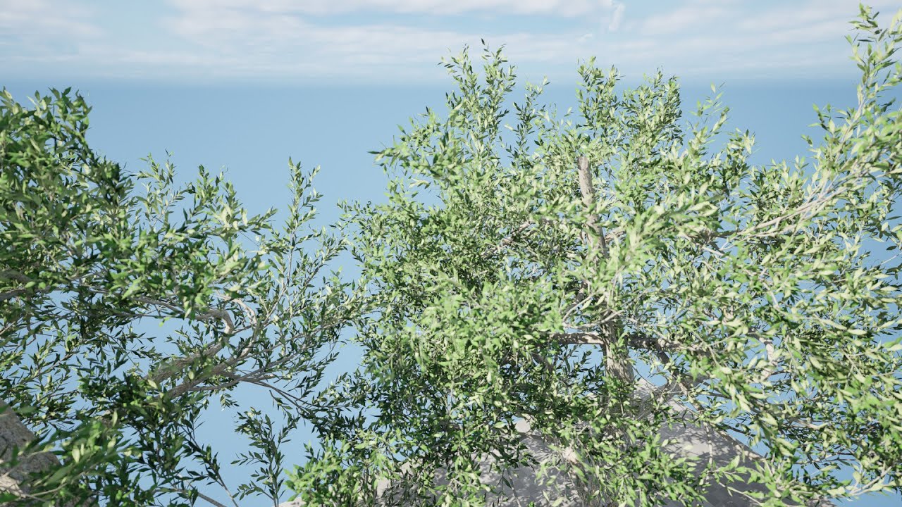 Mediterranean Olive Trees 3D Model