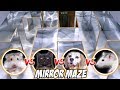 MIRROR MAZE COMPETITION CAT RAT DOG HAMSTER