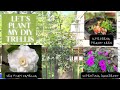 Let’s Plant My DIY Trellis & Front Bed Planting: Camellia, Superbena Verbenas & Supertunia Petunias
