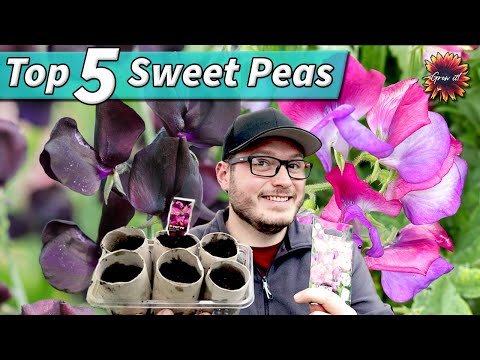 My Top 5 Sweet Pea Varieties To Sow Now! Fantastic Summer Flowers In So Many Colours #gardening