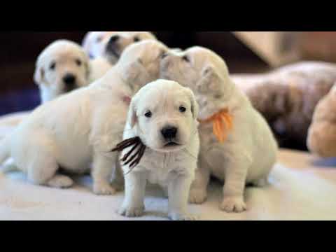 Swoon Talent - Meet TV Pet Expert Kim Paciotti