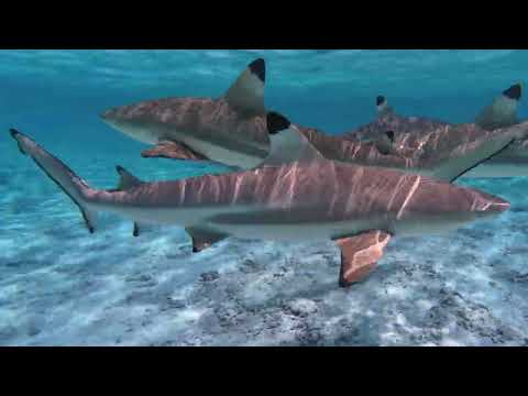 TAHITI and FRENCH POLYNESIA (TRAILER)... (August 18, 2025)... CREATED by LARRY CURCURU