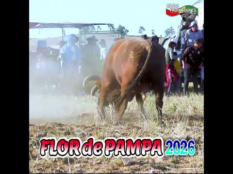 Toro Tinku de FLOR DE PAMPA 2026 "Hercules Maju Pampeño". #shortsviral  #almaproduccionesbolivia
