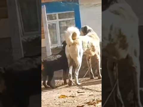 kangal vs rottweiler 🔥🔥 #shorts