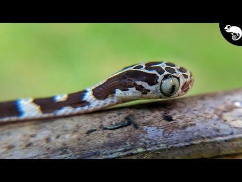 Have You EVER Seen These Snakes Before?