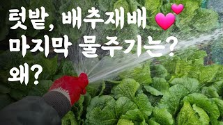 김장 배추, 마지막 물주기는?