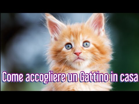 Come accogliere un nuovo Gattino in casa - Consulente Felino