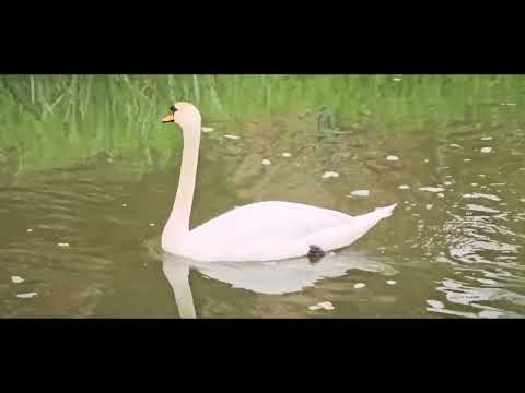 Хуруут хун.                                       Łabędź niemy(Cygnus olor)