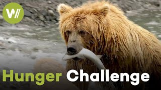 Alaska's Grizzlies: How Do Bears Survive Months Without Eating? | Grizzly Encounters (1/2)