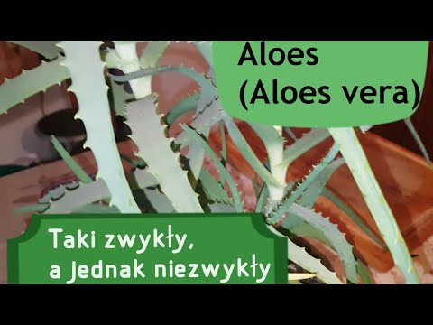 , title : 'Rośliny lecznicze na parapecie. Aloes (Aloe vera)'