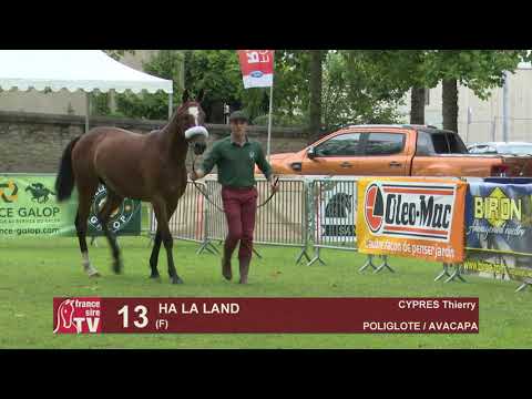 Sprinter Sacré Show 2019 : Lot 13 - HA LA LAND