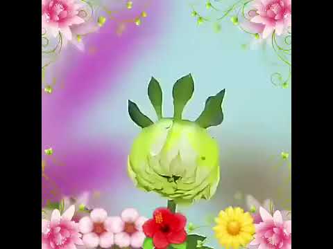 I fiori@calopsitasfiori