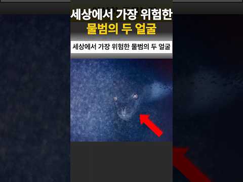 세상에서 가장 위험한 물범의 두 얼굴