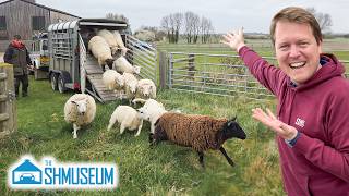 The SHEEP HAVE ARRIVED! Welcome to the Farm