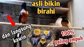 Download lagu asli bikin birahi || suara murai batu kawin || suara murai kawin || terapi murai kawin mp3