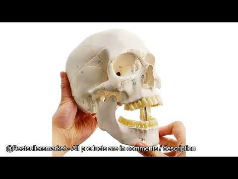 Top 5: The Best Selling Animal Anatomical Models on Amazon