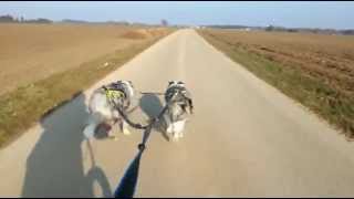 preview picture of video 'Moonracers: DOGscootering'