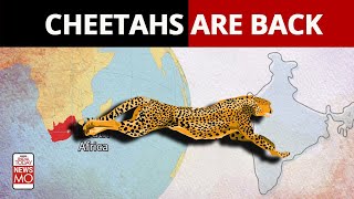 Cheetahs To Return To India After 70 Years: How Will They Be Transported From Namibia?